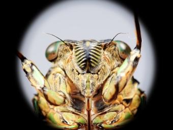 Cicada peering through peep hole