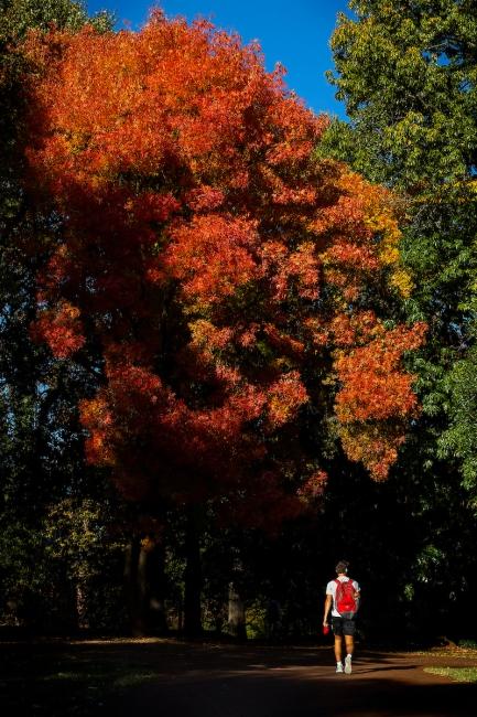 Student with backpack in front of large tree with red fall leaves
