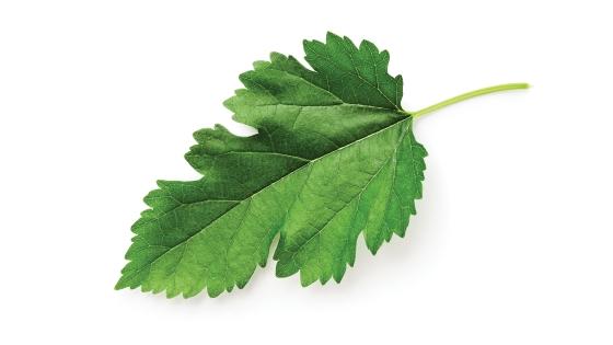photo of a leaf