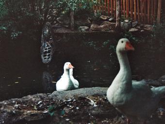 Photo taken by Claire Begalla ’24: two white ducks on a pond
