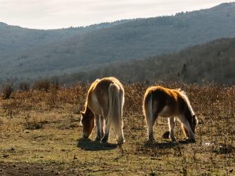 two brown and white horses eat grass on a mountain top