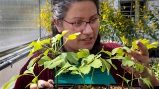 Prof. Susana Wadgymar holding a tray of Ginkgo seedlings