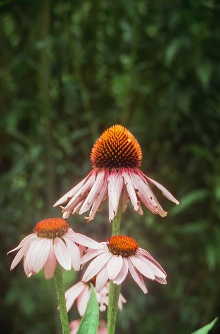 an echinacea plant