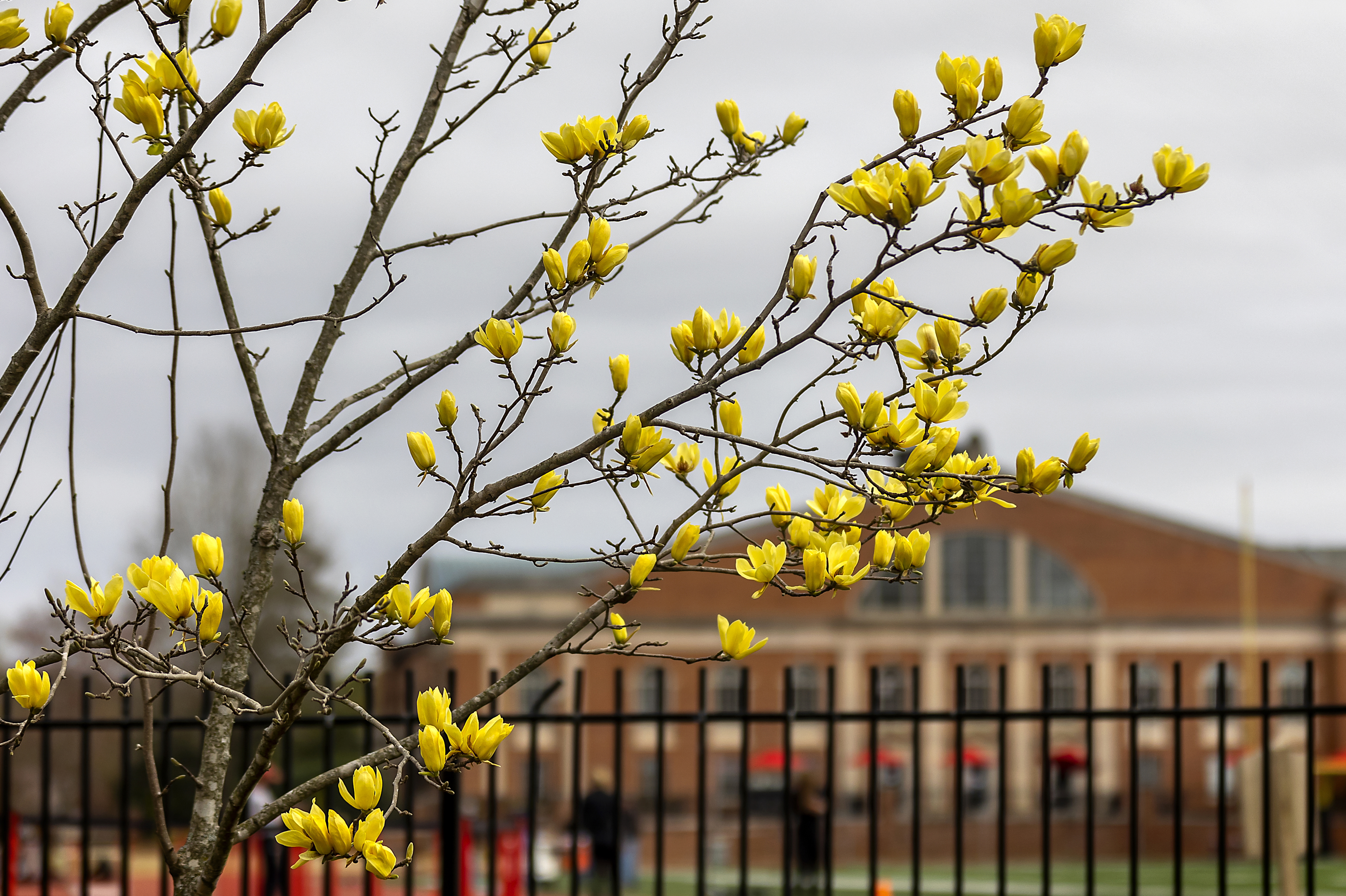 Yellow flowers bloom in front of Richards Stadium and the Union