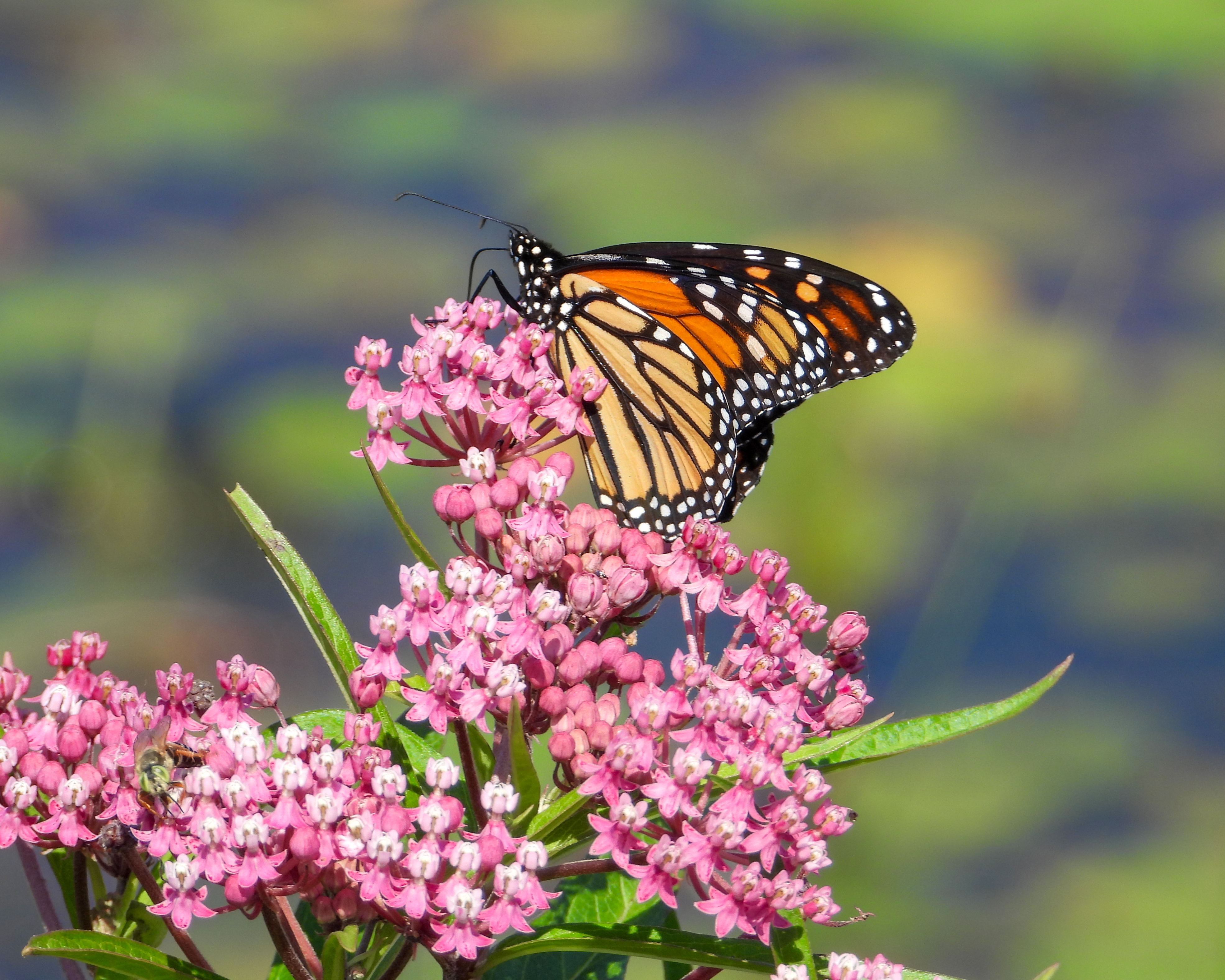 milkweed (Asclepias incarnata) with monarch butterfly resting on top