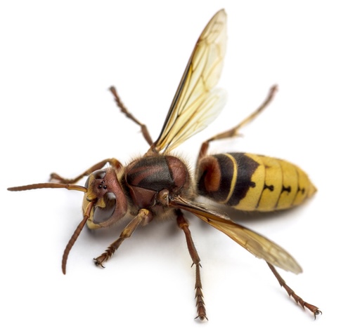 Hornet