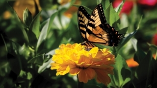 Farm Scenes Butterfly on a marigold in a garden