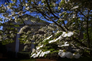 campus beauty: blossoming tree outside building