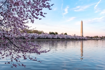 Washington, DC Cherry Blossoms and Washington Memorial