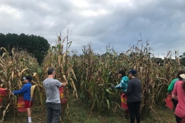 a group of people harvest corn on a cloudy day