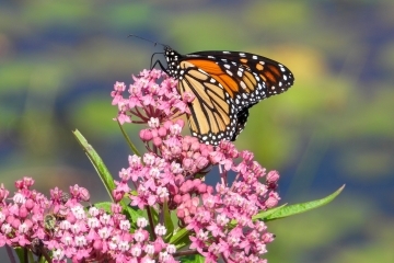 milkweed (Asclepias incarnata) with monarch butterfly resting on top