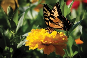 Farm Scenes Butterfly on a marigold in a garden