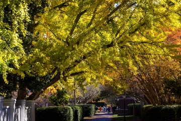 Fall foliage on campus with a leafy tree over a brick path on campus
