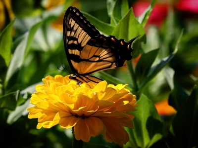 a yellow monarch butterfly lands on a yellow flower at a farm