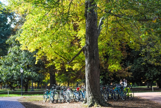 Bikes lined up under a large tree