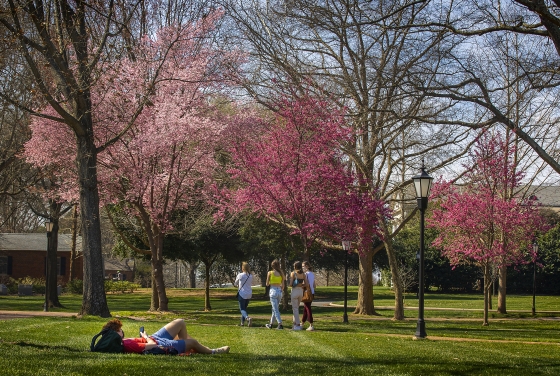 trees with pink flowers on spring campus