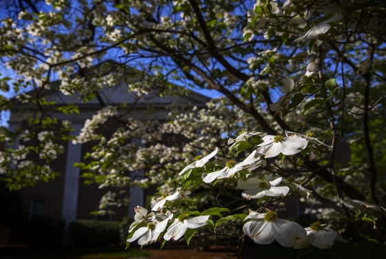 campus beauty: blossoming tree outside building