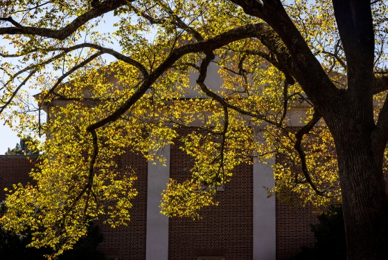 yellow leaves in front of a brick building