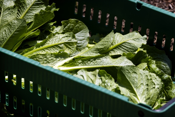Basket of Lettuce on Davidson Farm