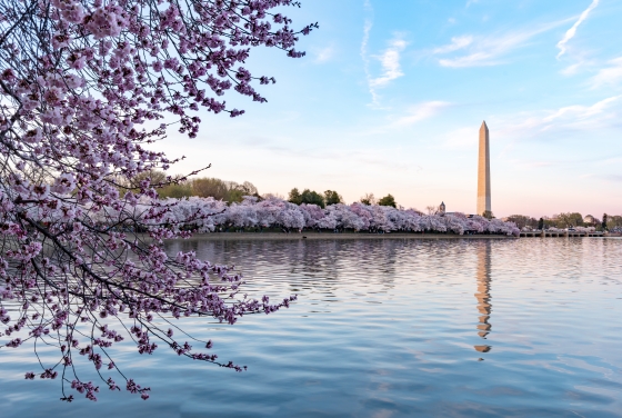 Washington, DC Cherry Blossoms and Washington Memorial