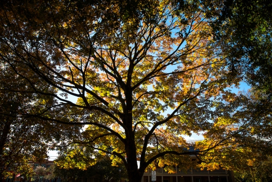 Tree on campus in the fall
