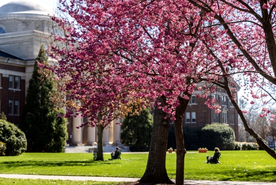 Tree in full bloom On Chambers Lawn
