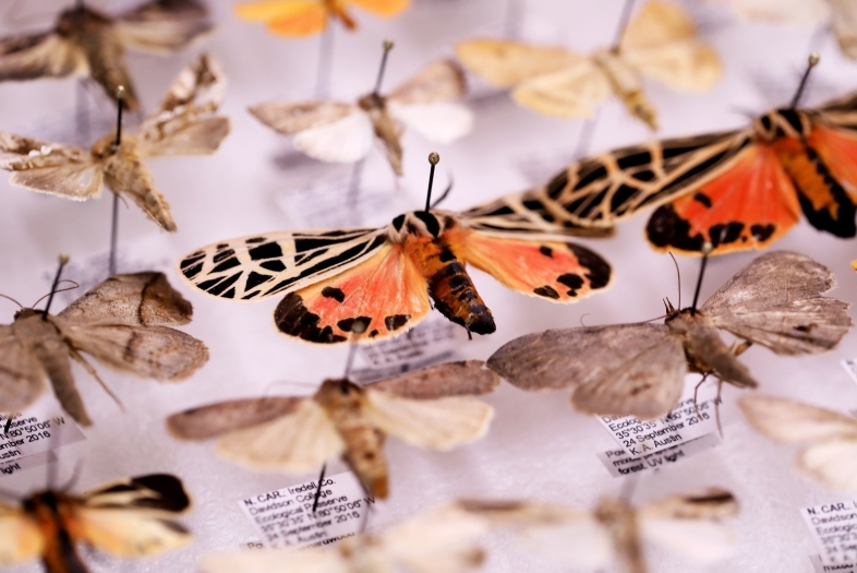 Colorful Moths Caught for Biology Research