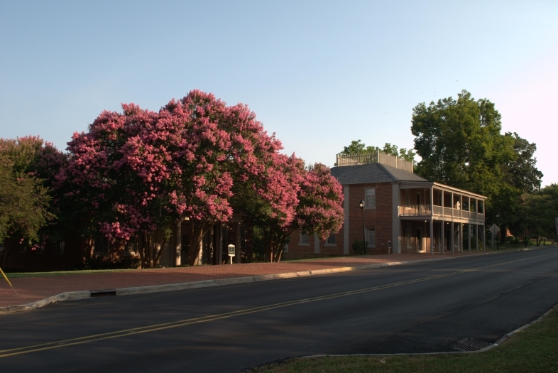 Carolina Inn with Blooming Tree