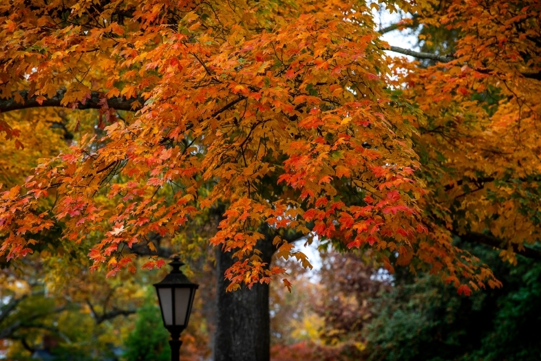 a black lantern against an orange and red tree