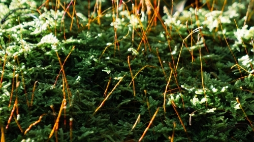 orange and green plants growing in the woods