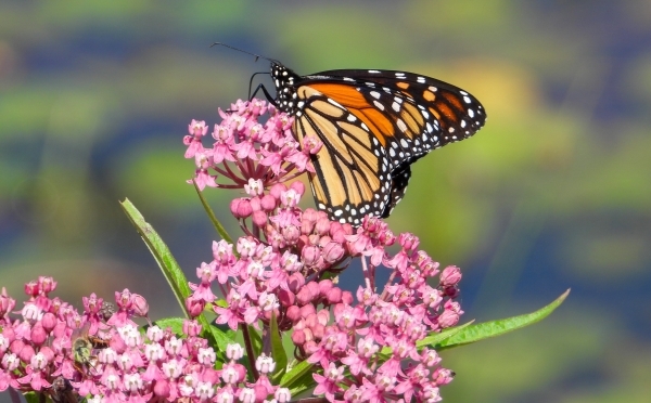 milkweed (Asclepias incarnata) with monarch butterfly resting on top