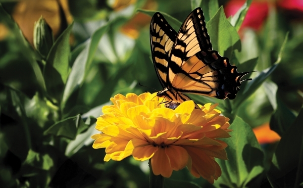 Farm Scenes Butterfly on a marigold in a garden