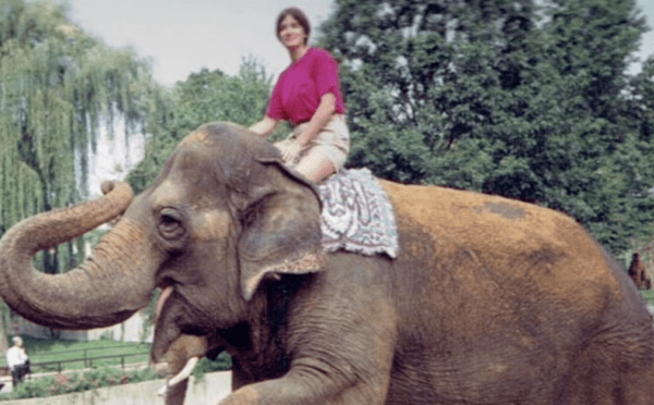 A woman in a pink shirt and khaki shorts sits atop a large elephant with its trunk raised, positioned in an outdoor setting with lush green trees in the background.