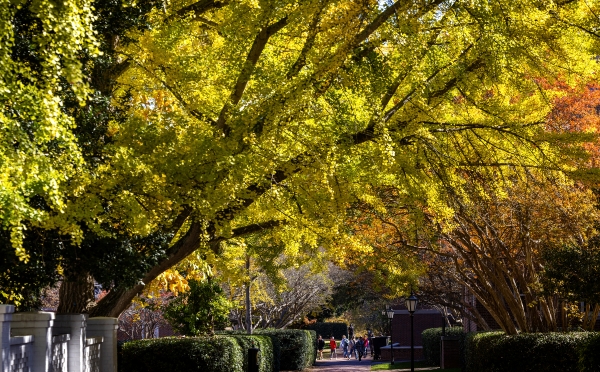 Fall foliage on campus with a leafy tree over a brick path on campus