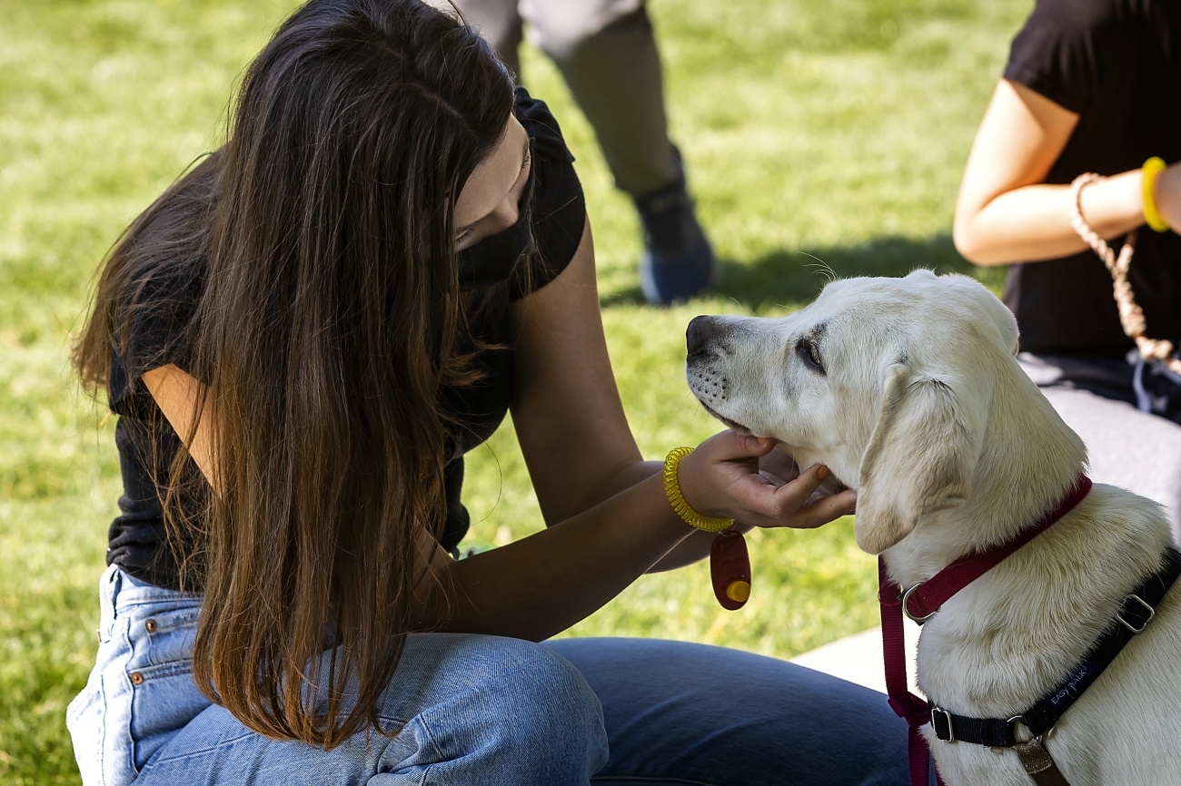 How Do I Train An Emotional Support Dog I Pettable I ESA Experts how-do-i-train-an-emotional-support-dog-i-pettable-i-esa-experts