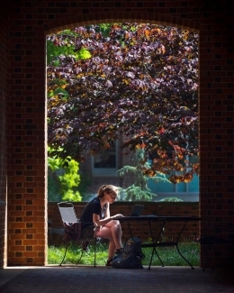 Wildcats studying intently in the late afternoon sunlight