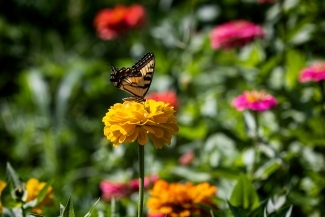 Flowers and butterfly
