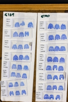 Neuroscience Lab Prints