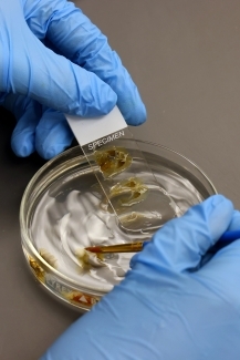 Gloved hand doing research in a lab