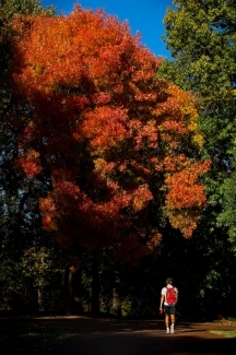 Student with backpack in front of large tree with red fall leaves
