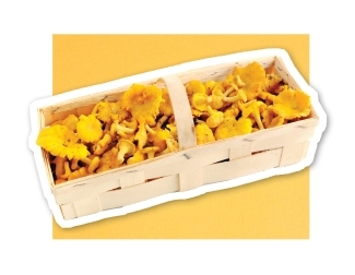Chanterelles in a basket