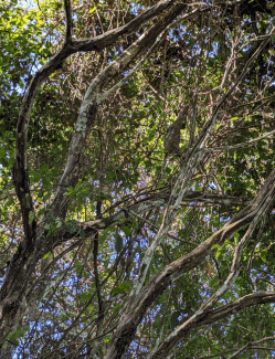 a sloth sits in the trees