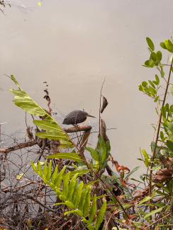 a coastal bird in a body of water