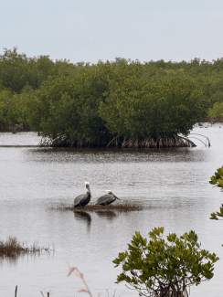 two coastal birds sitting in a body of water