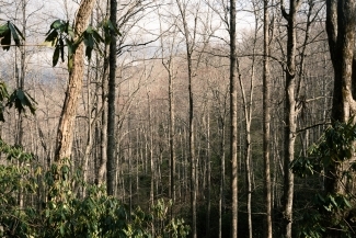 a woodsy scene in morning light