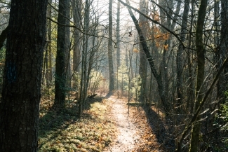 a view of woods at sunrise
