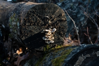 a log with fungus growing on it