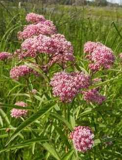 swamp milkweed (Asclepias incarnata) flowers in a swamp
