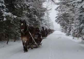 a group of horses pulling sleighs through a snowy forest
