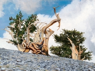 a painting of pine trees 